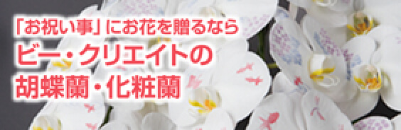 「お祝い事」にお花を贈るなら ビー・クリエイトの胡蝶蘭・化粧蘭